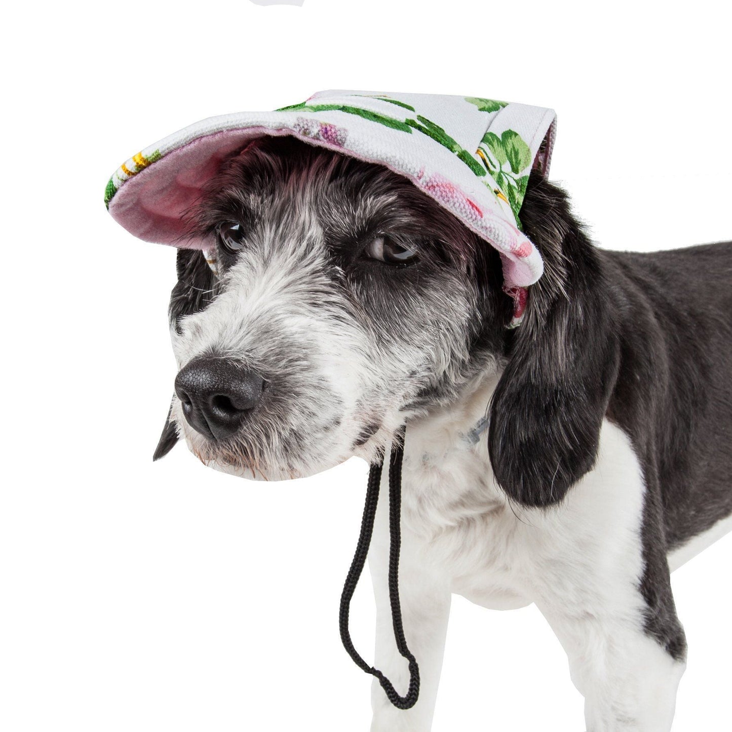 Dog wearing a colorful hat with a white background