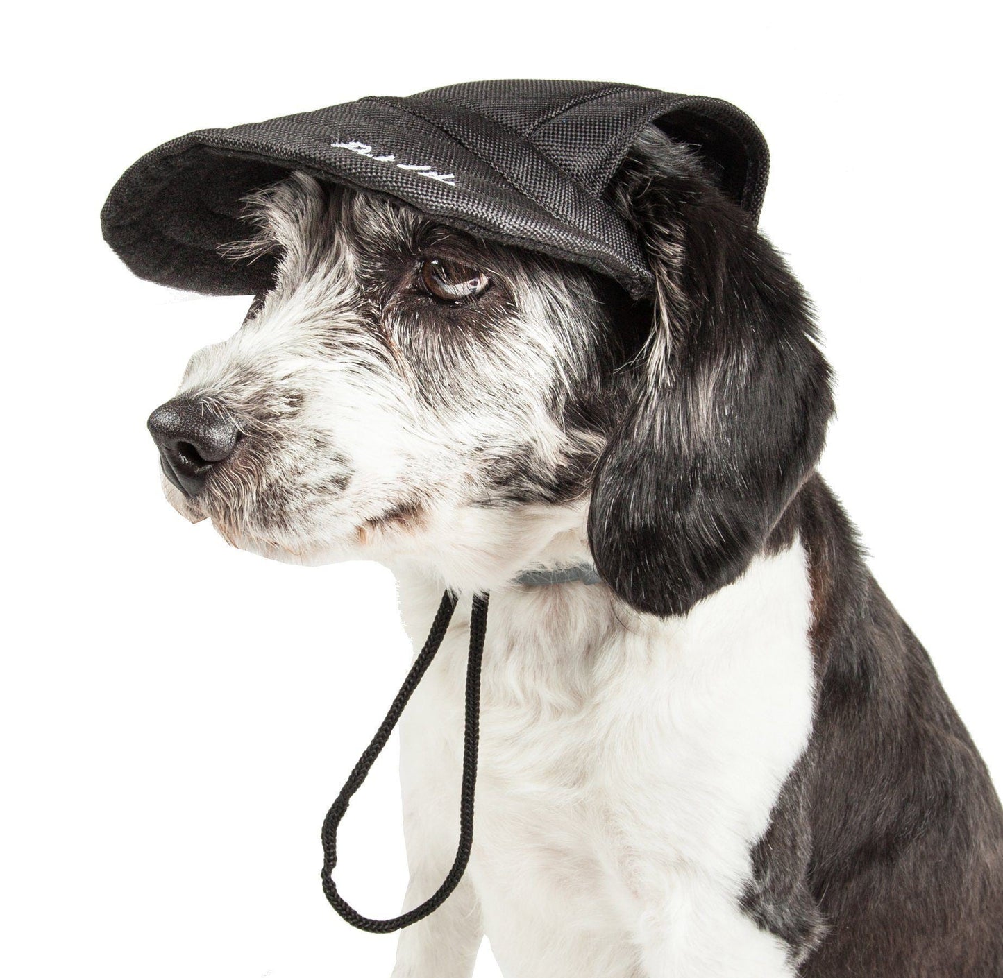 Dog wearing a black cap with a visible brand logo on a white background