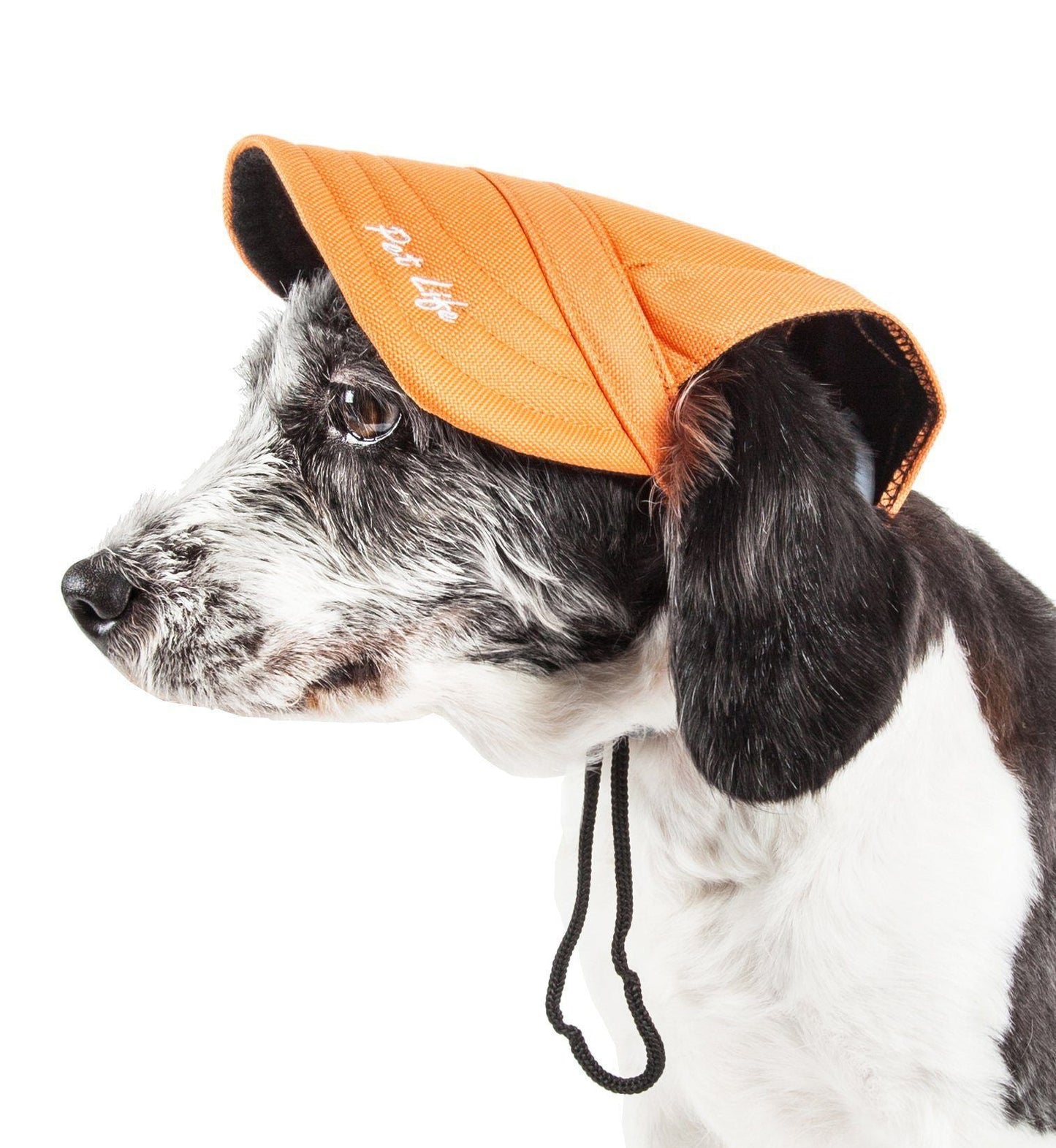 Dog wearing an orange cap with a strap on a white background