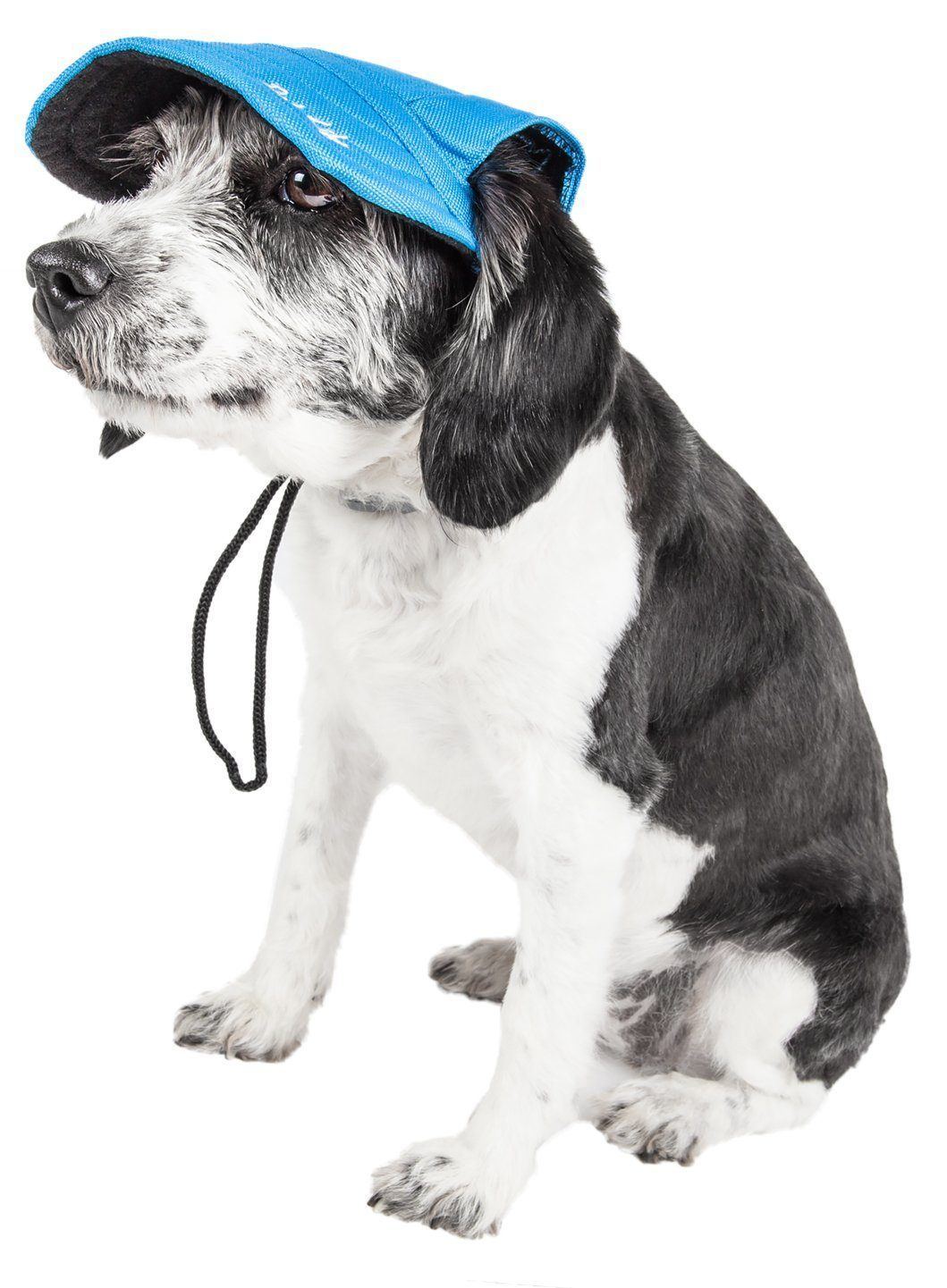 Dog wearing a blue raincoat on a white background