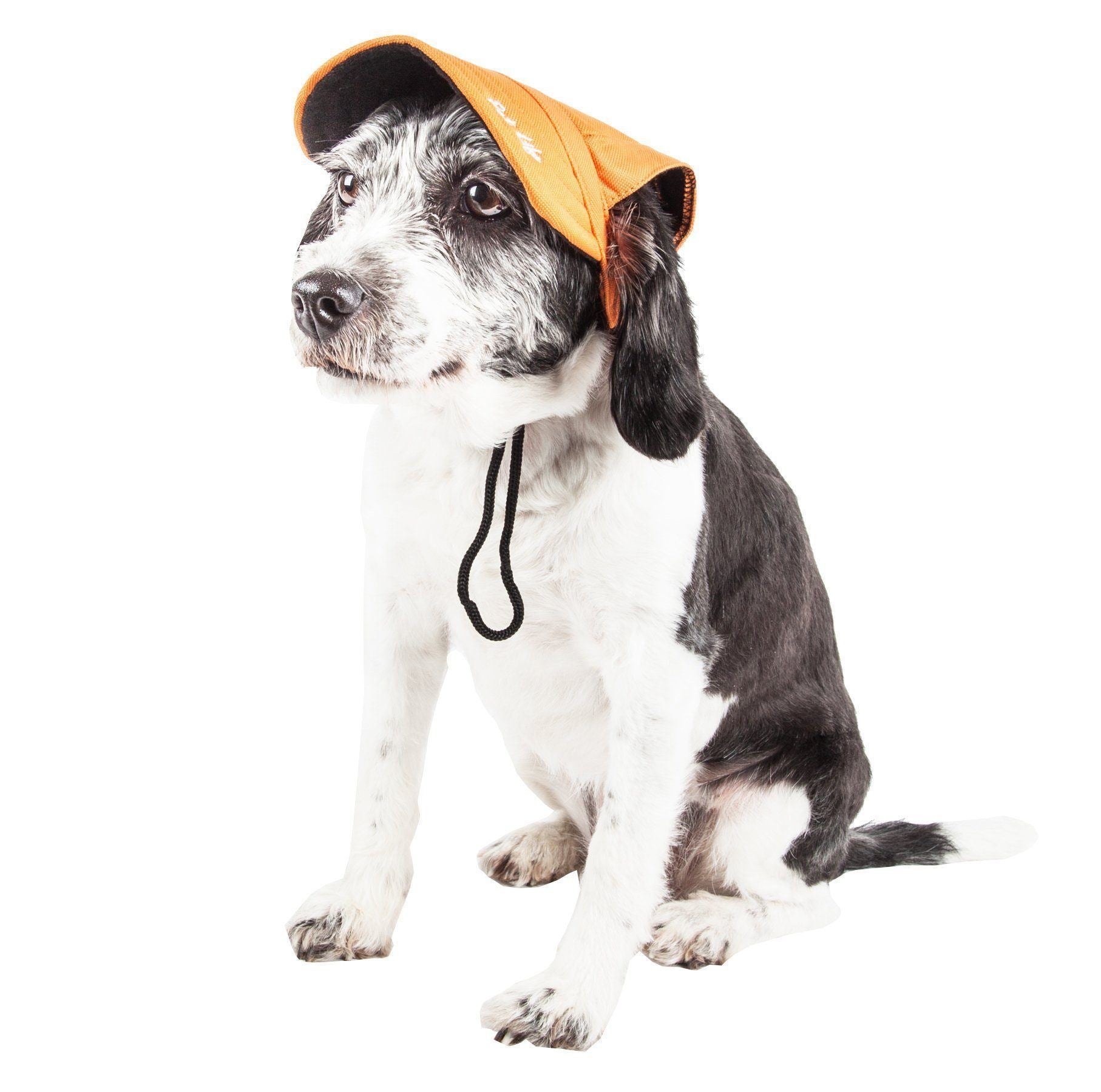 Dog wearing an orange cap on a white background