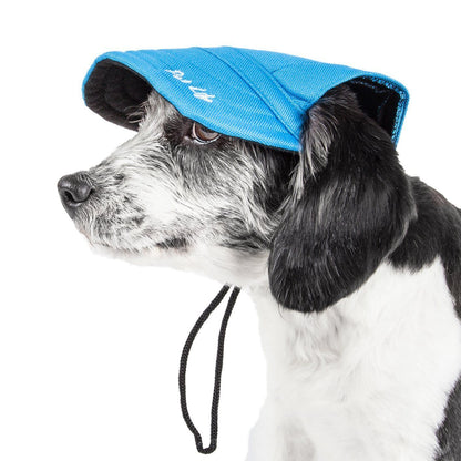 Dog wearing a blue cap on a white background