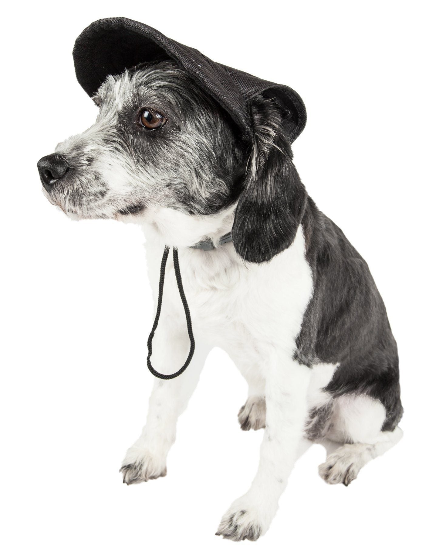 Dog wearing a black cap on a white background