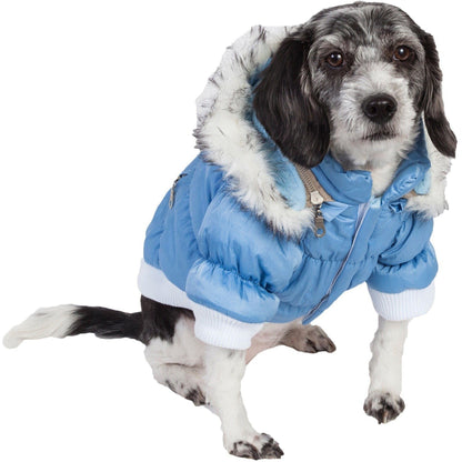 Dog wearing a blue winter coat with a hood on a white background