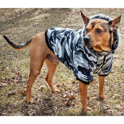 Dog wearing a camouflage coat standing on grass with leaves.