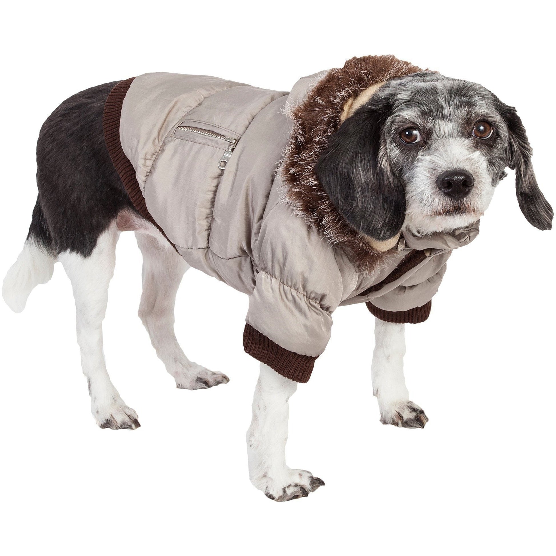 Dog wearing a beige winter coat with brown trim on a white background
