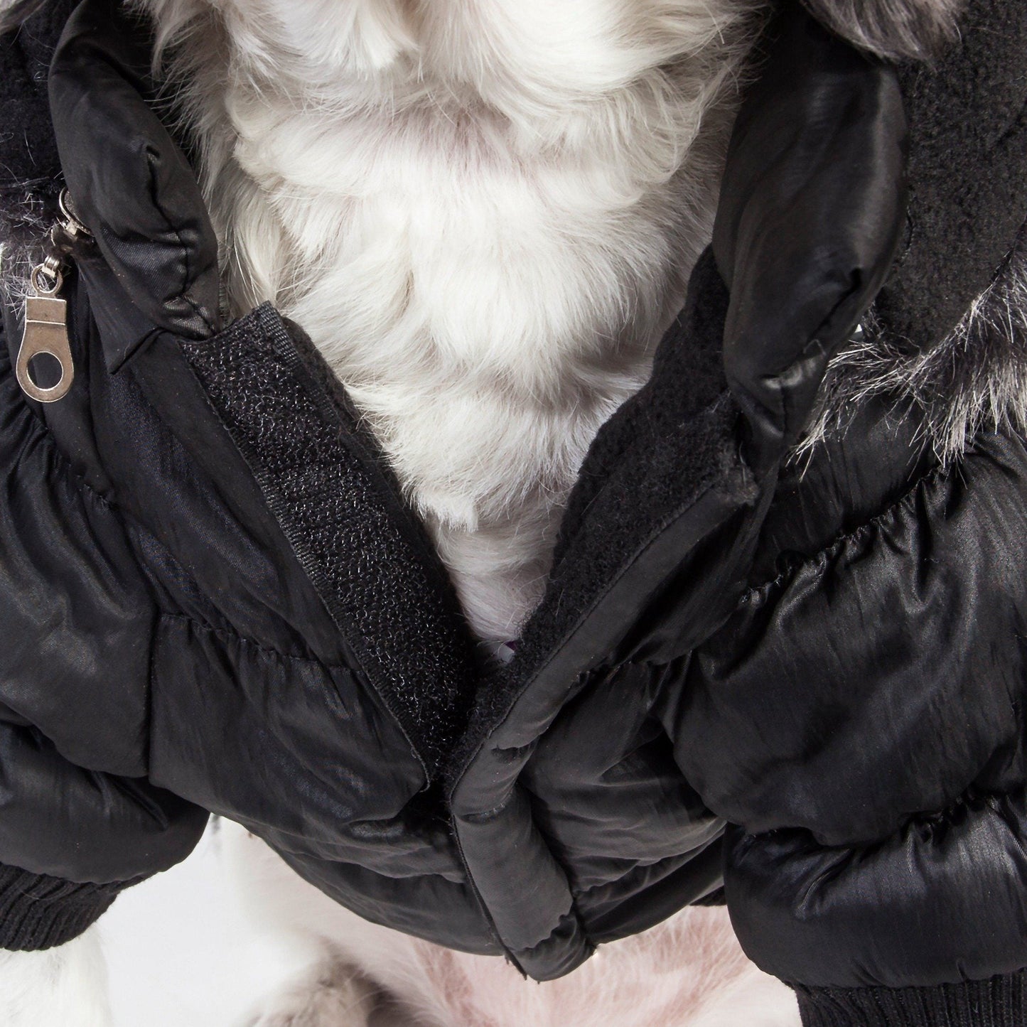 Close-up of a dog wearing a black puffer jacket with white fur lining.