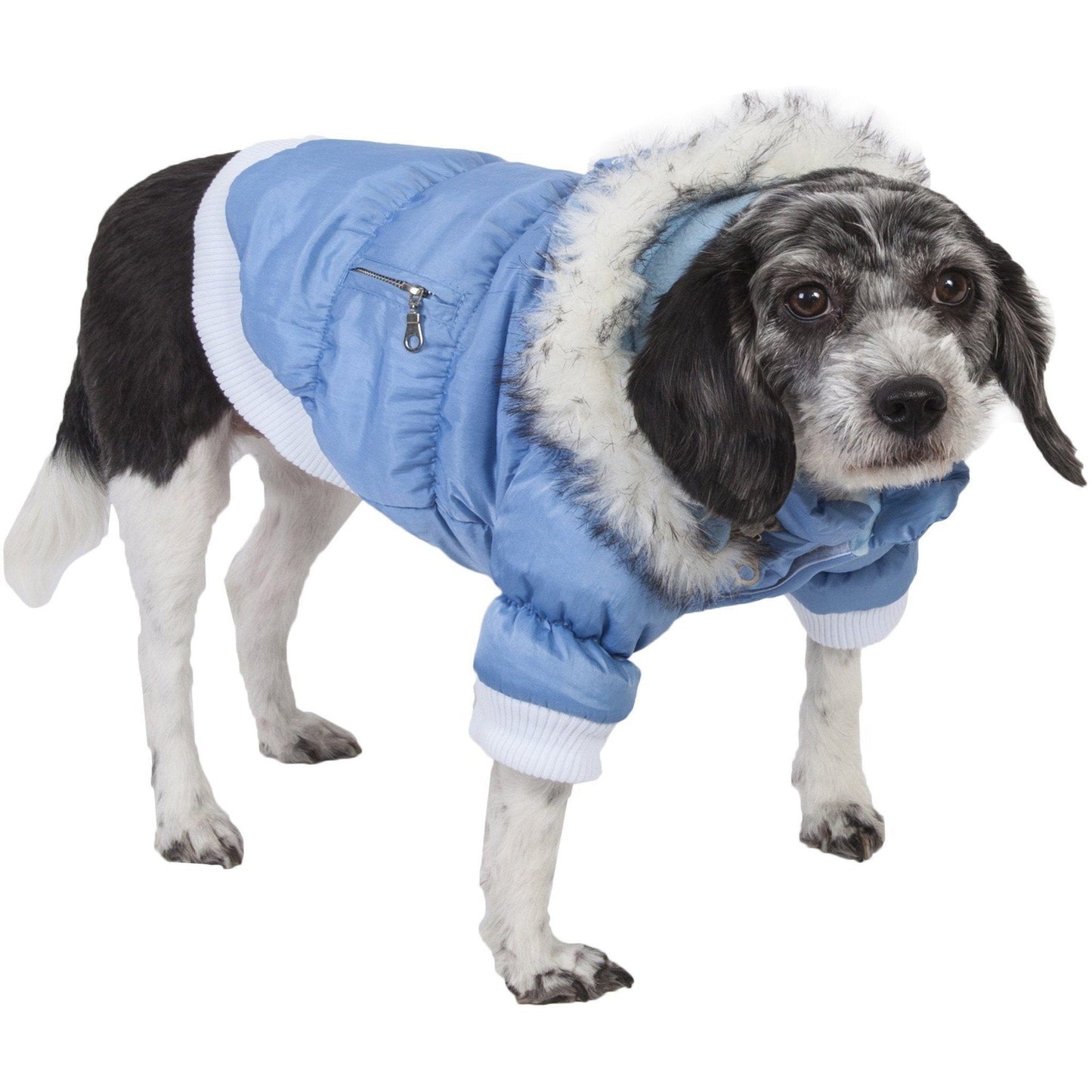Dog wearing a blue puffer coat with white fur trim on a white background
