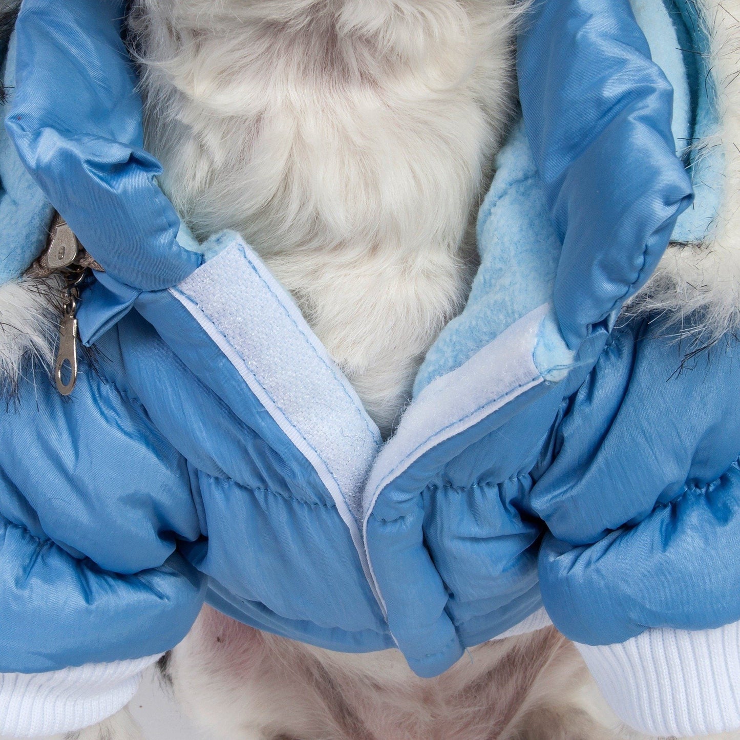 Close-up of a dog wearing blue gloves adjusting a dog's coat.