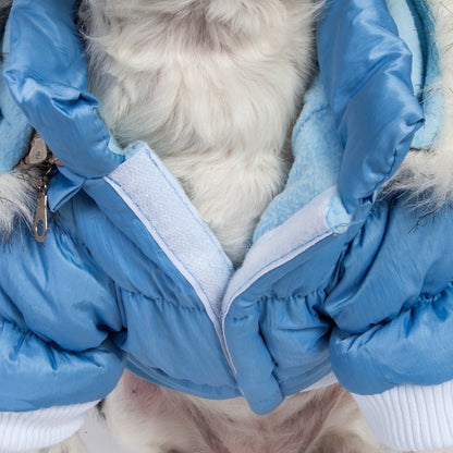 Close-up of a dog wearing blue gloves adjusting a dog's coat.