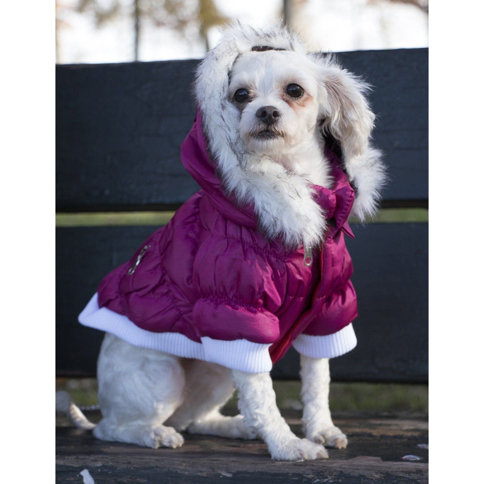 Small white dog wearing a pink coat sitting outdoors.