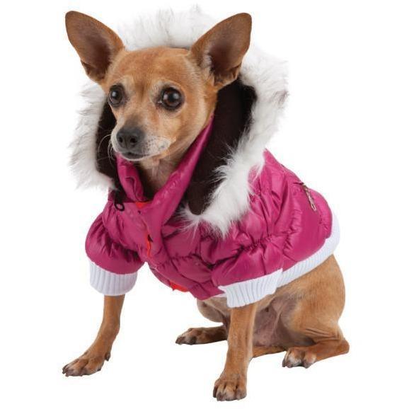 Small dog wearing a pink winter coat with a hood on a white background