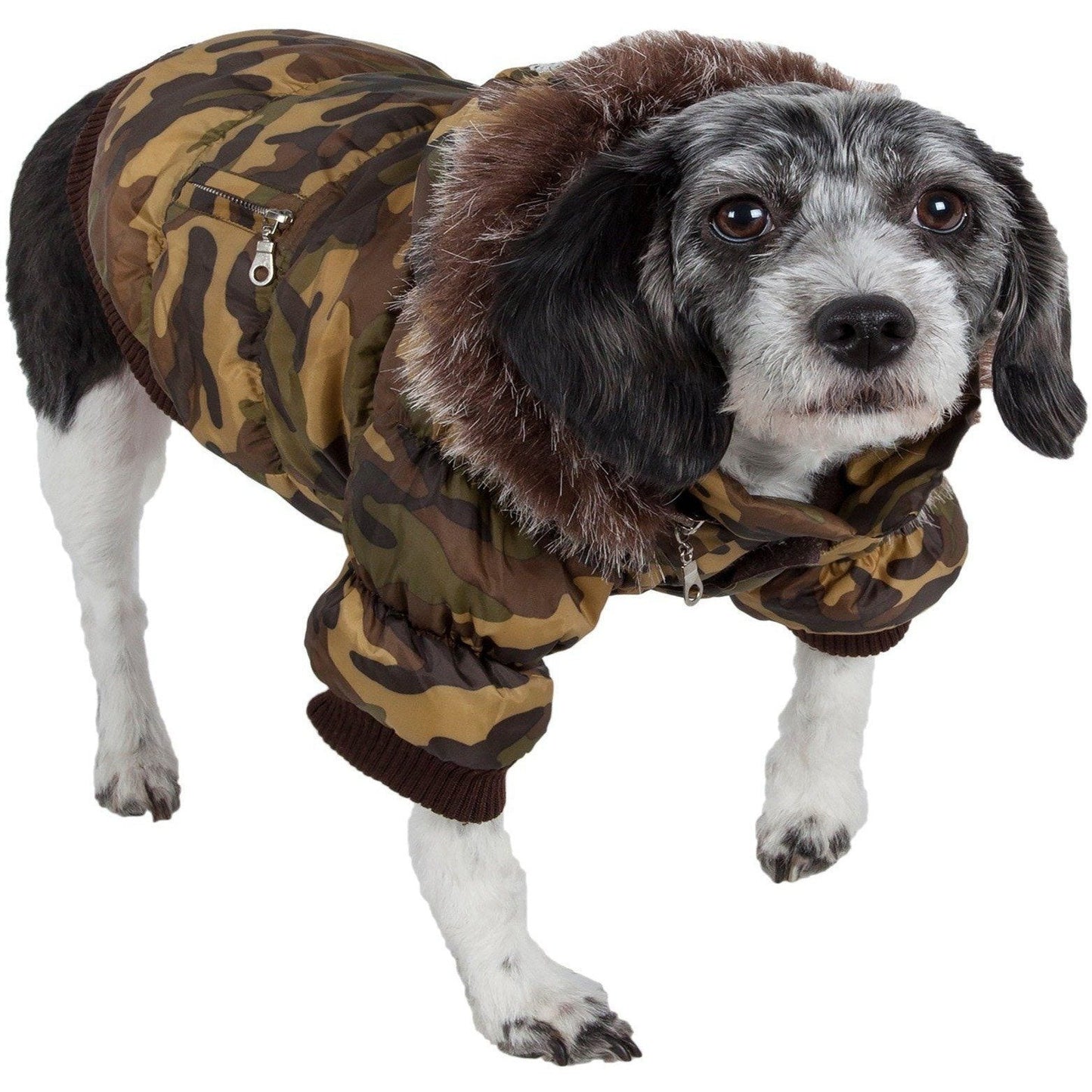 Dog wearing a camouflage coat on a white background
