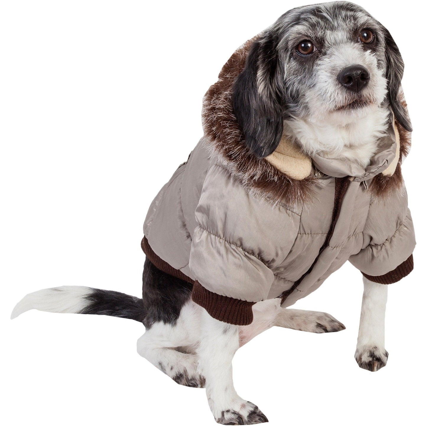 Dog wearing a beige puffer coat with brown trim on a white background