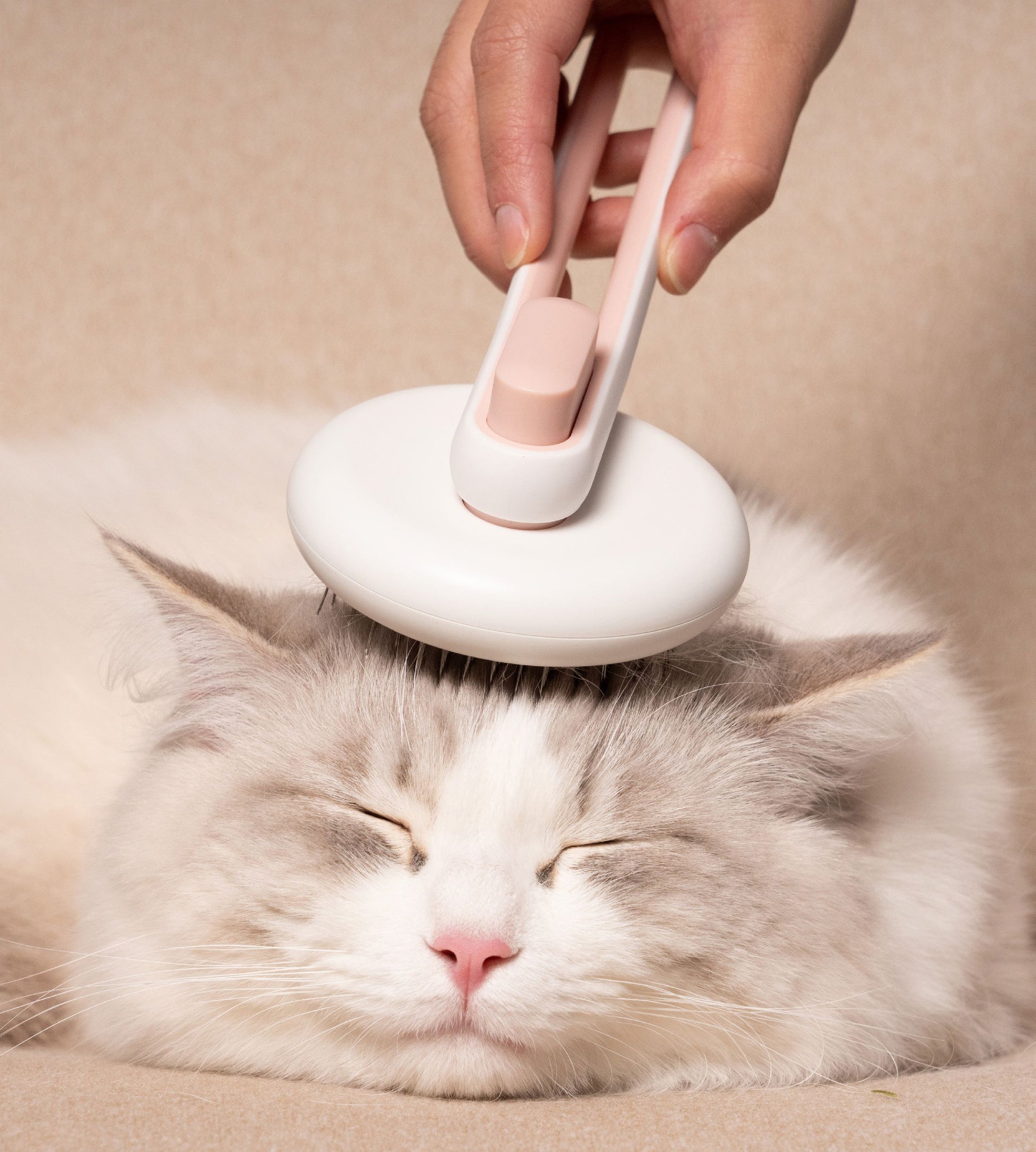 Cat being groomed with a white grooming brush on a beige background