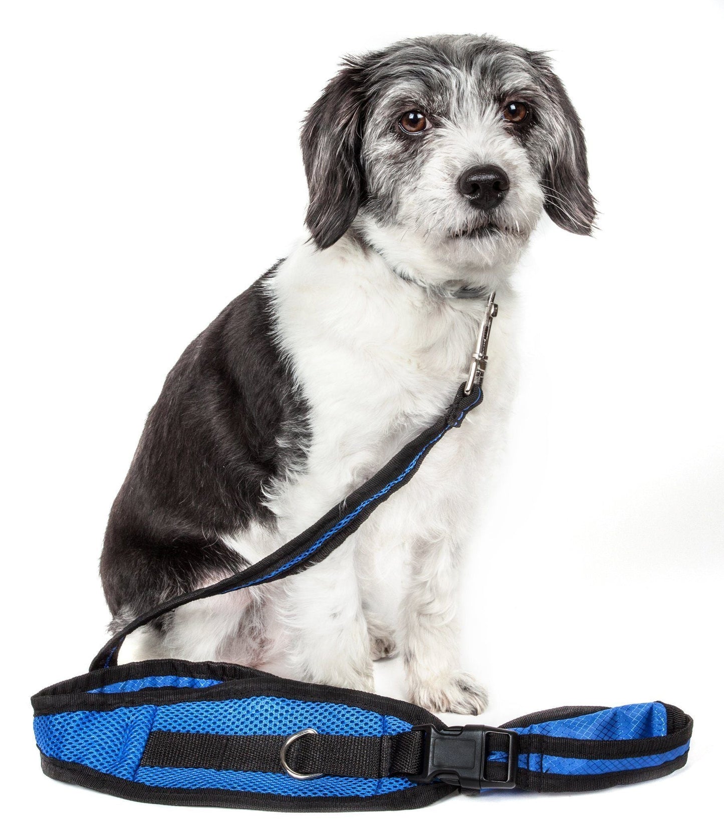 Dog wearing a blue and black harness on a white background