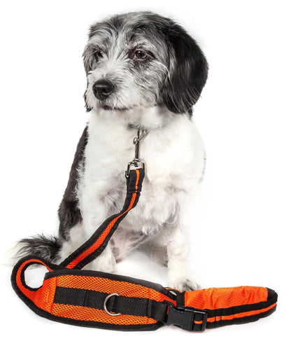 Dog wearing an orange and black harness on a white background