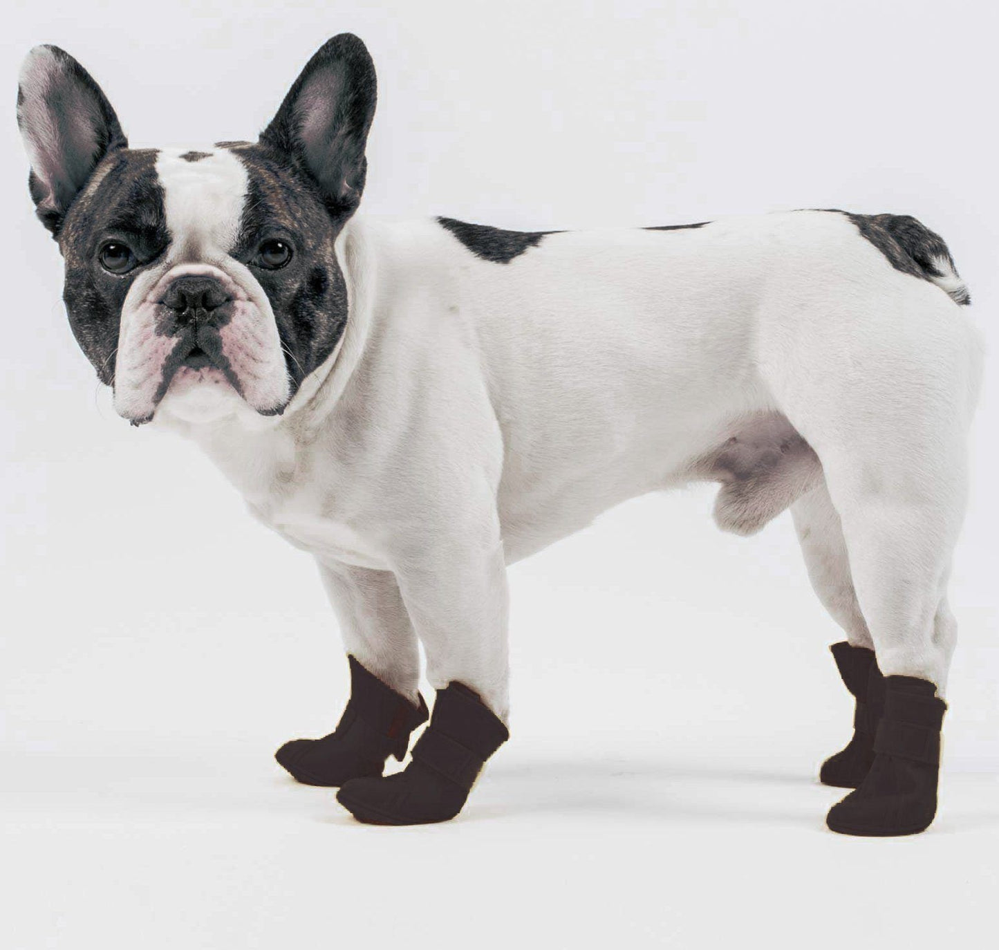 Dog wearing black socks on a white background