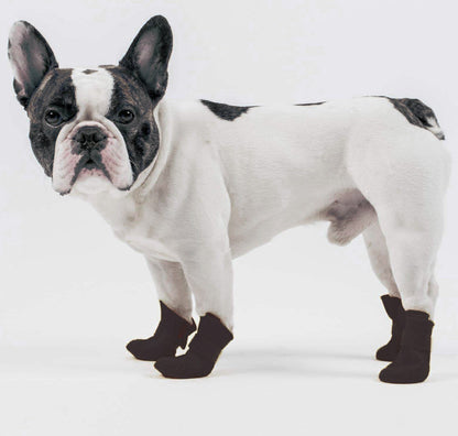 Dog wearing black socks on a white background