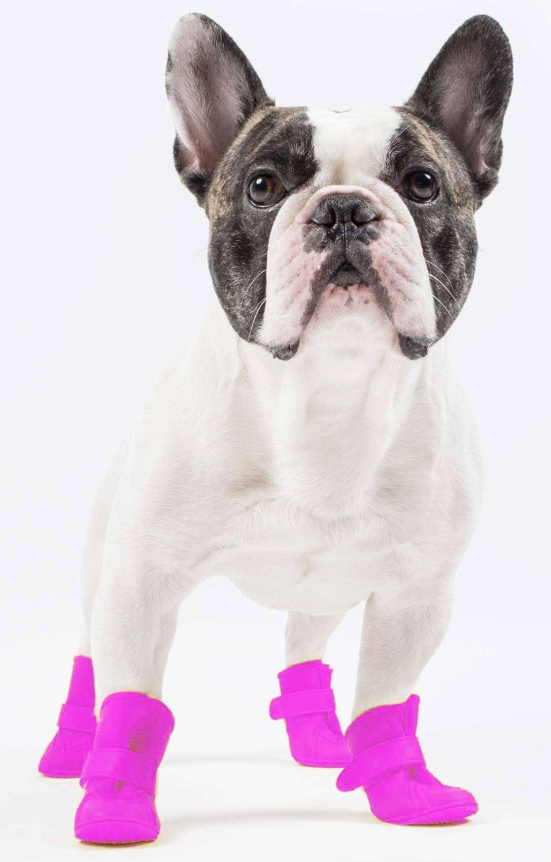 Dog wearing pink dog boots on a white background