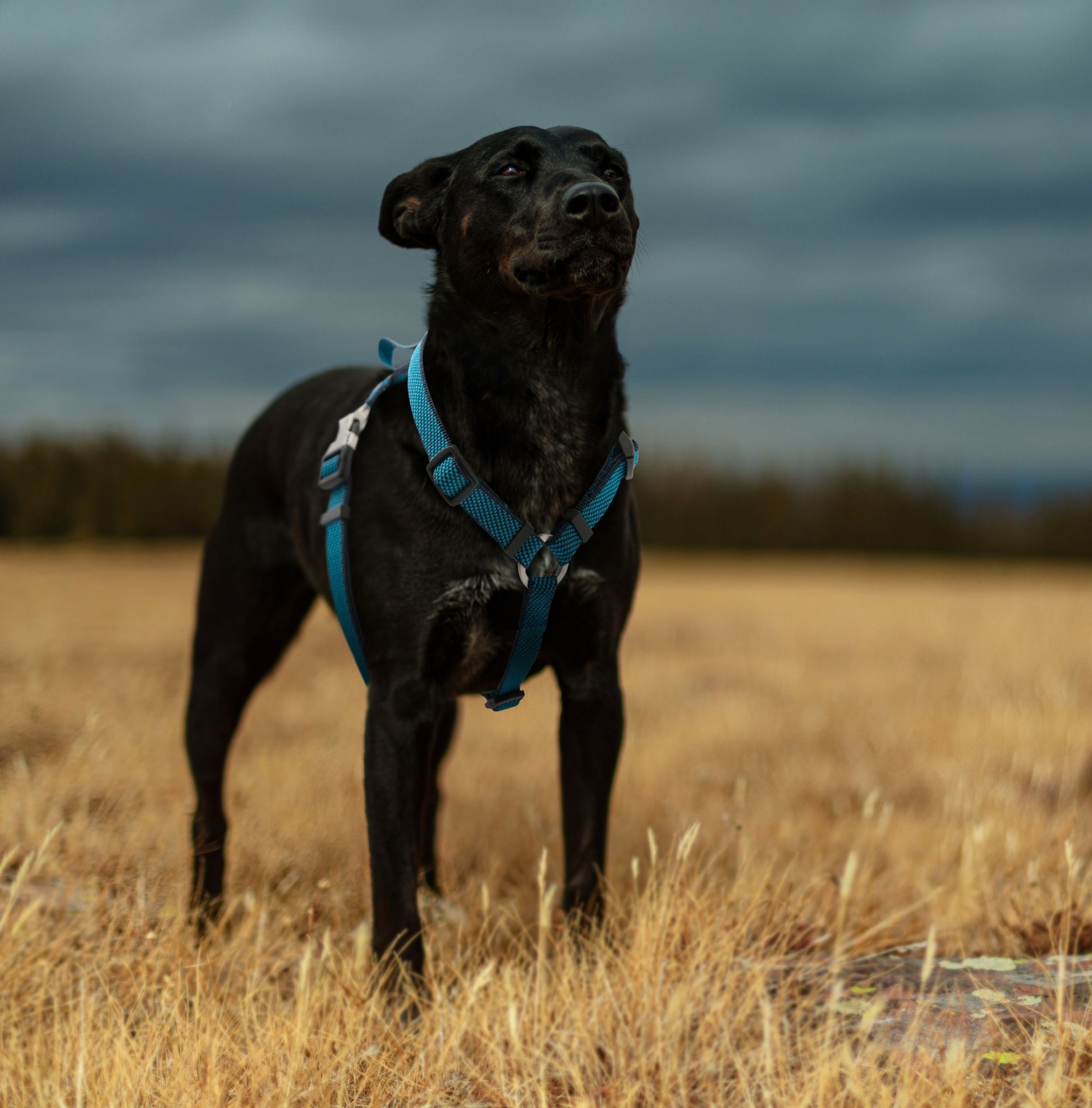 Black dog wearing a blue harness standing in a field with a dark sky.