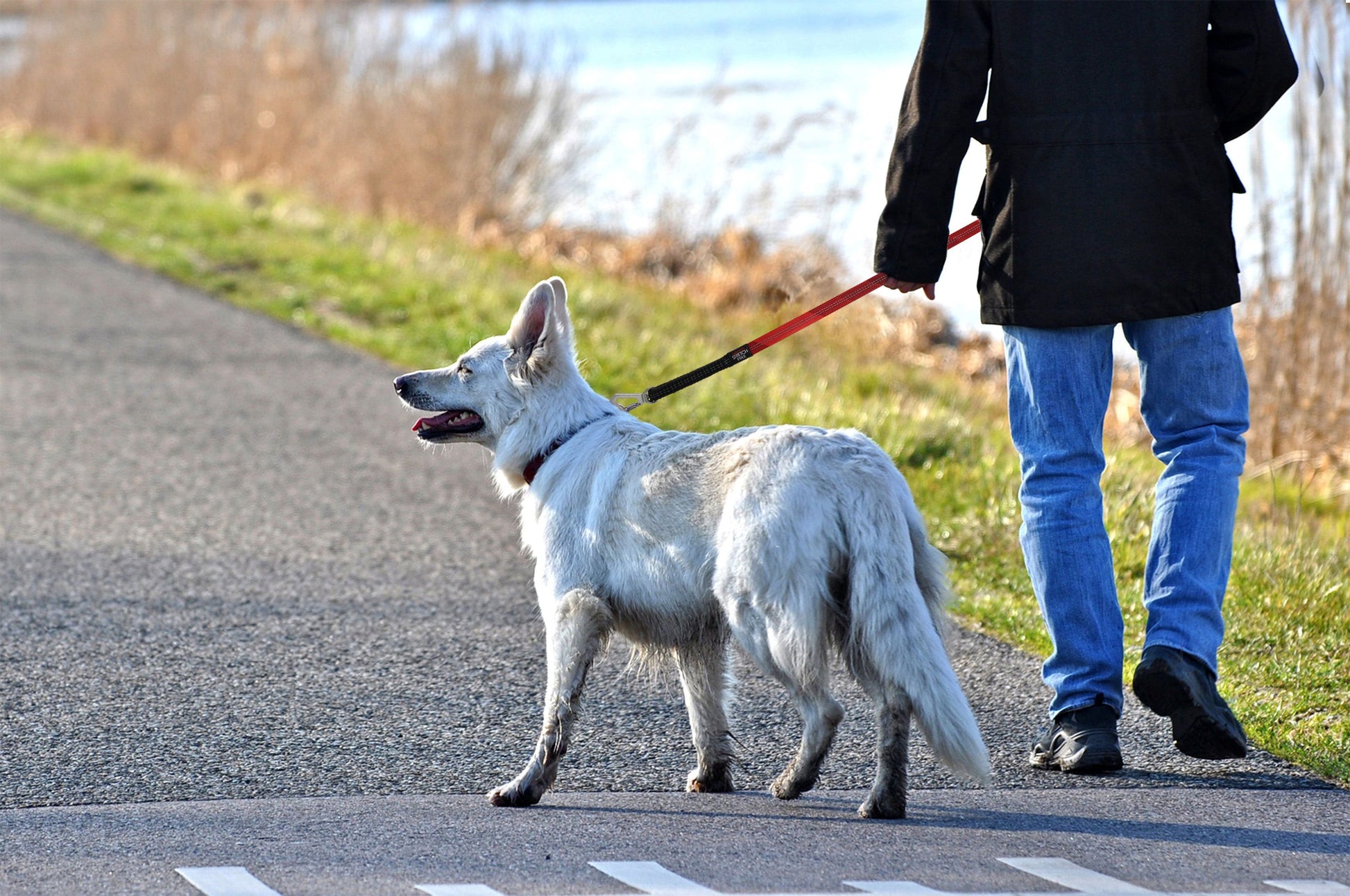 Person walking a white dog on a leash along a road with grass and trees in the background.