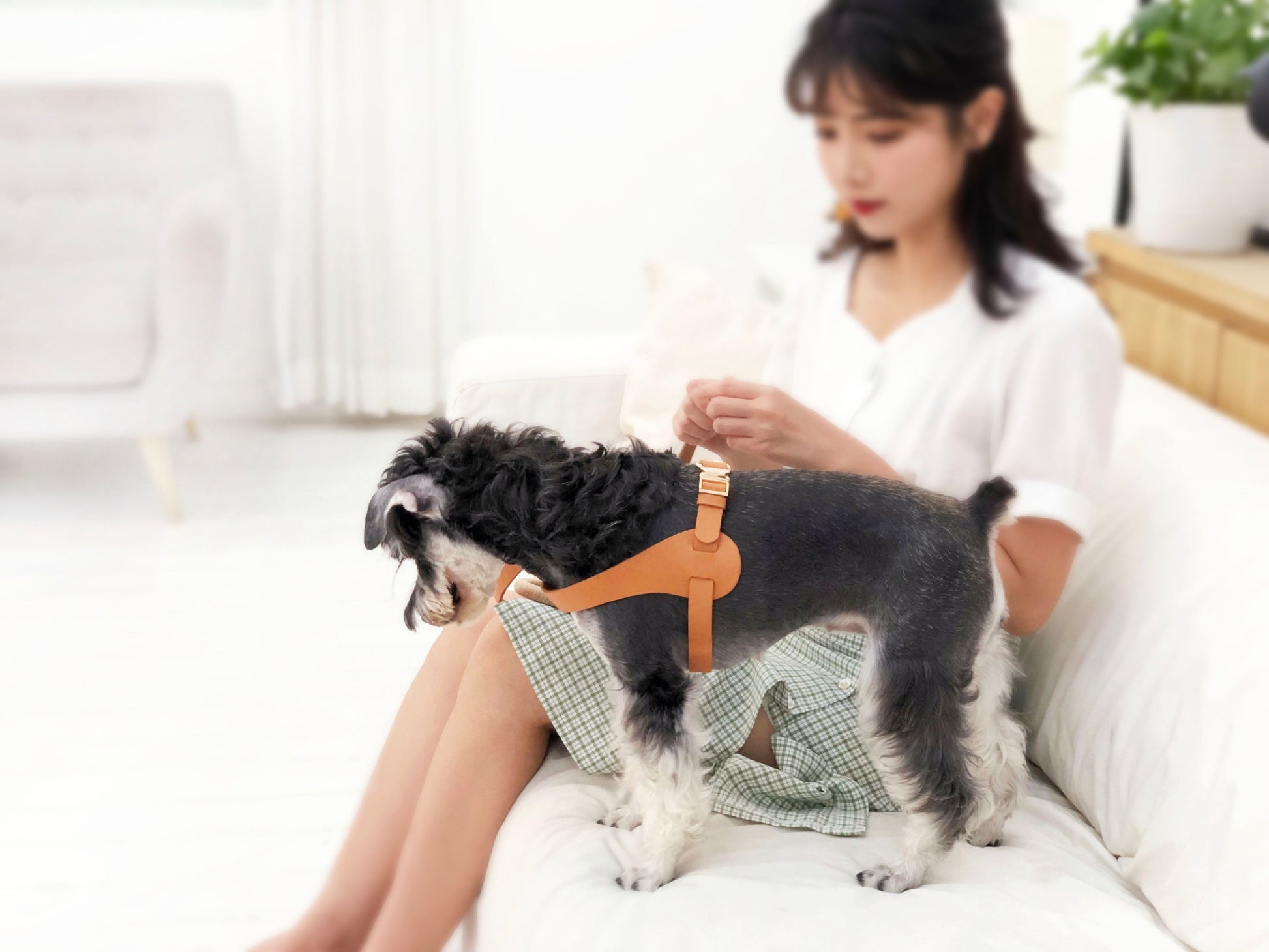 Person sitting on a couch with a small dog wearing a harness.