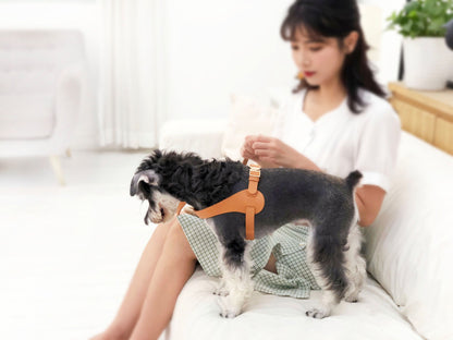 Person sitting on a couch with a small dog wearing a harness.