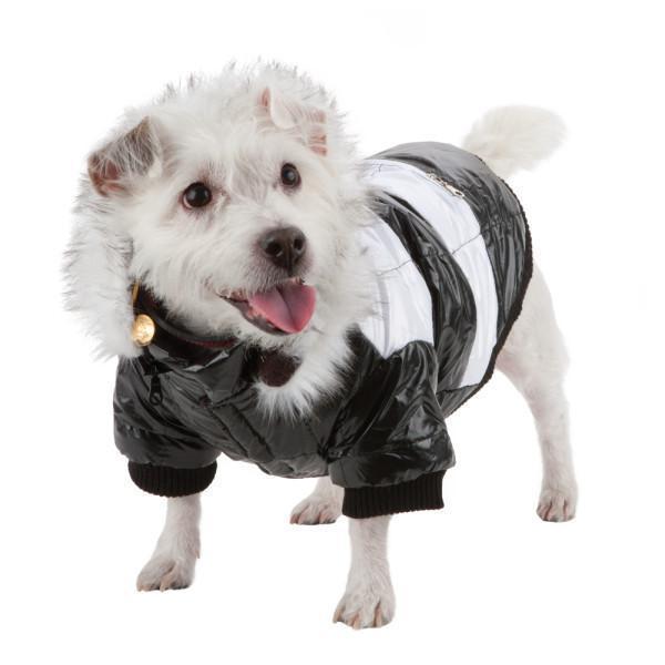 Dog wearing a black and gray striped raincoat on a white background