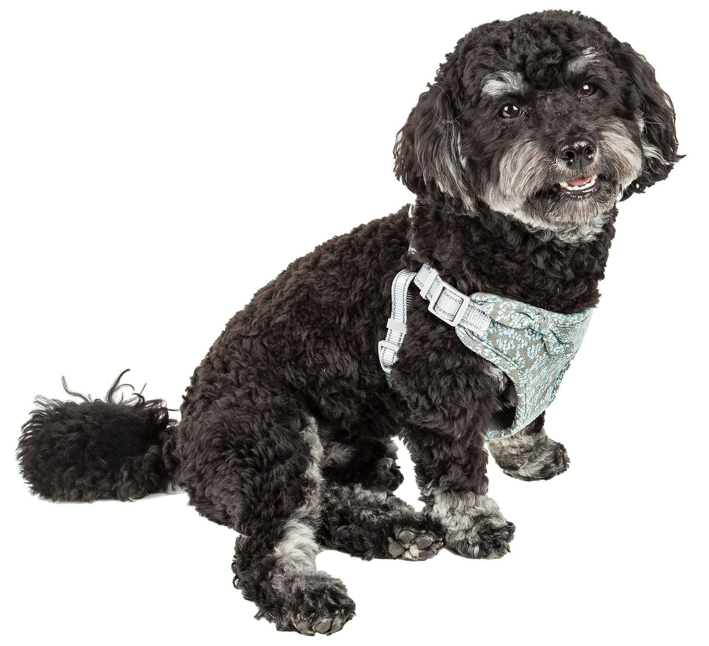 Dog wearing a light blue harness on a white background