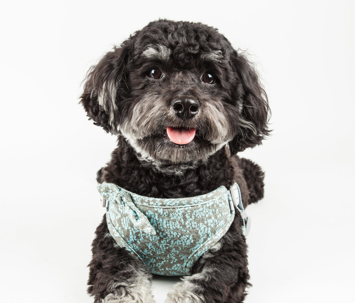 Dog wearing a teal bandana on a white background