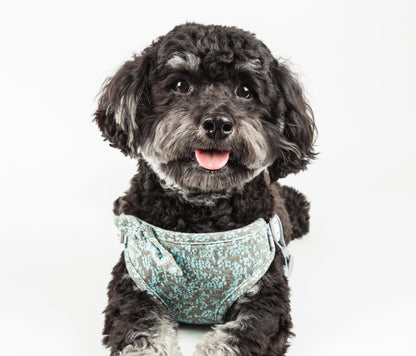 Dog wearing a teal bandana on a white background