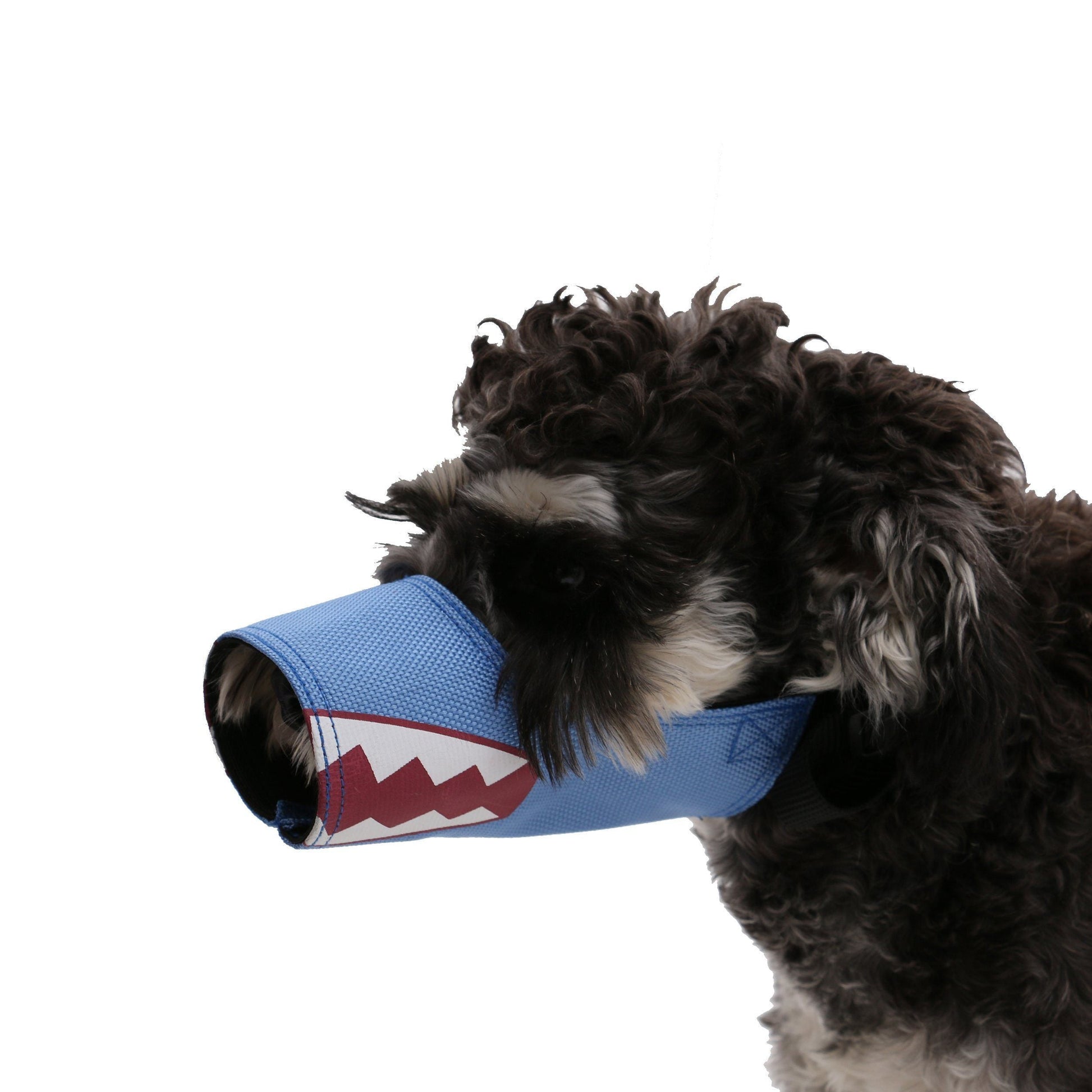 Dog wearing a blue shark-themed muzzle on a white background