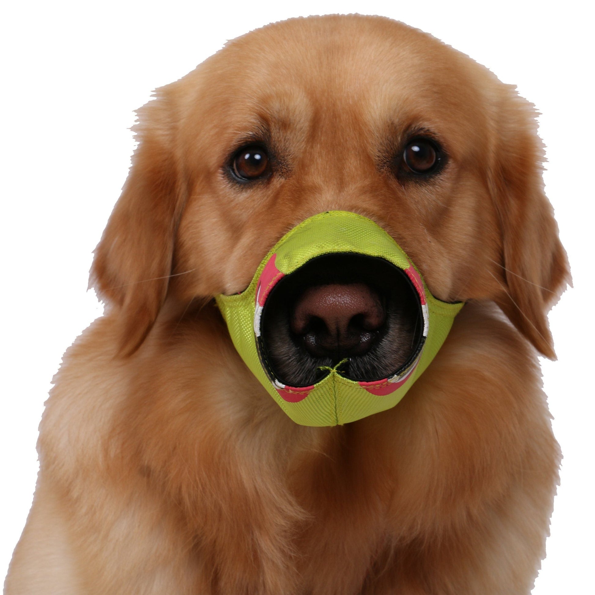 Dog holding a green ball with pink accents in its mouth on a white background