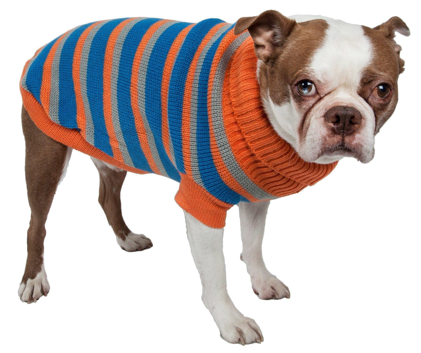 Dog wearing a striped sweater on a white background