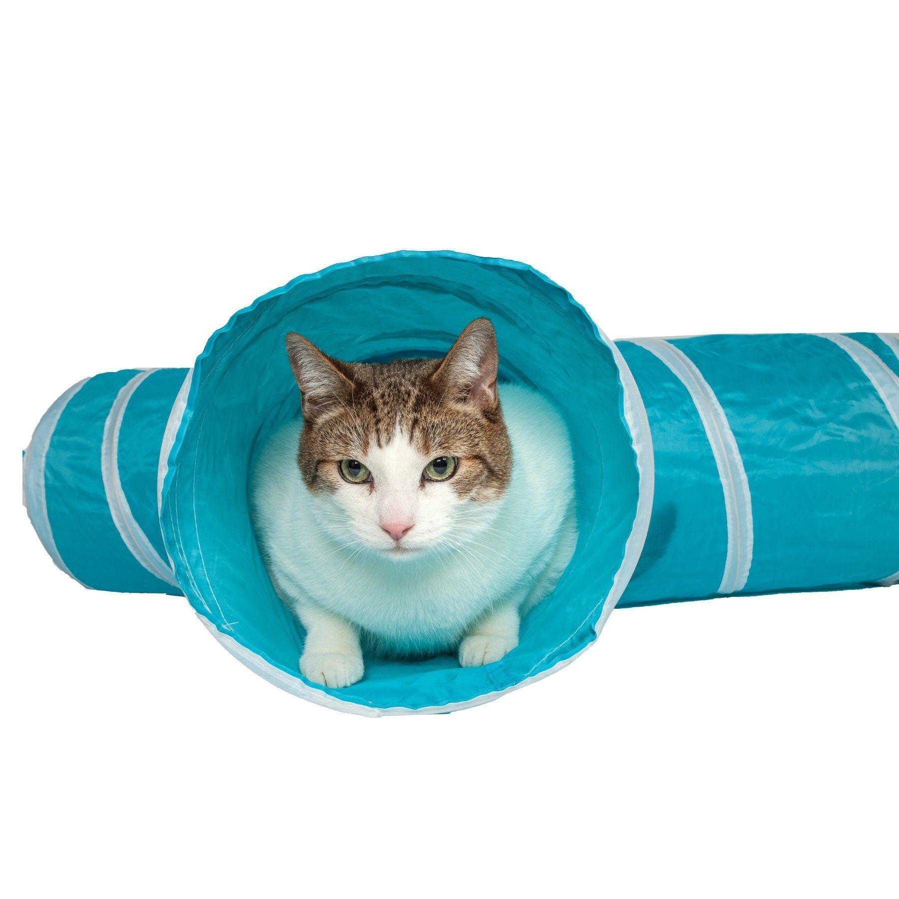 Cat inside a blue tunnel on a white background