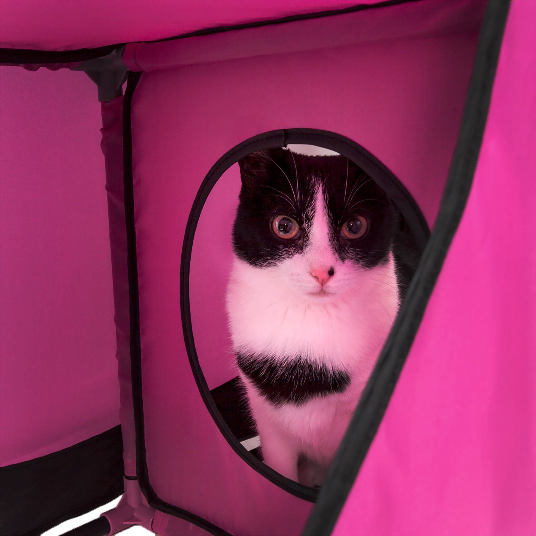 Black and white cat peeking out from a pink pet tent