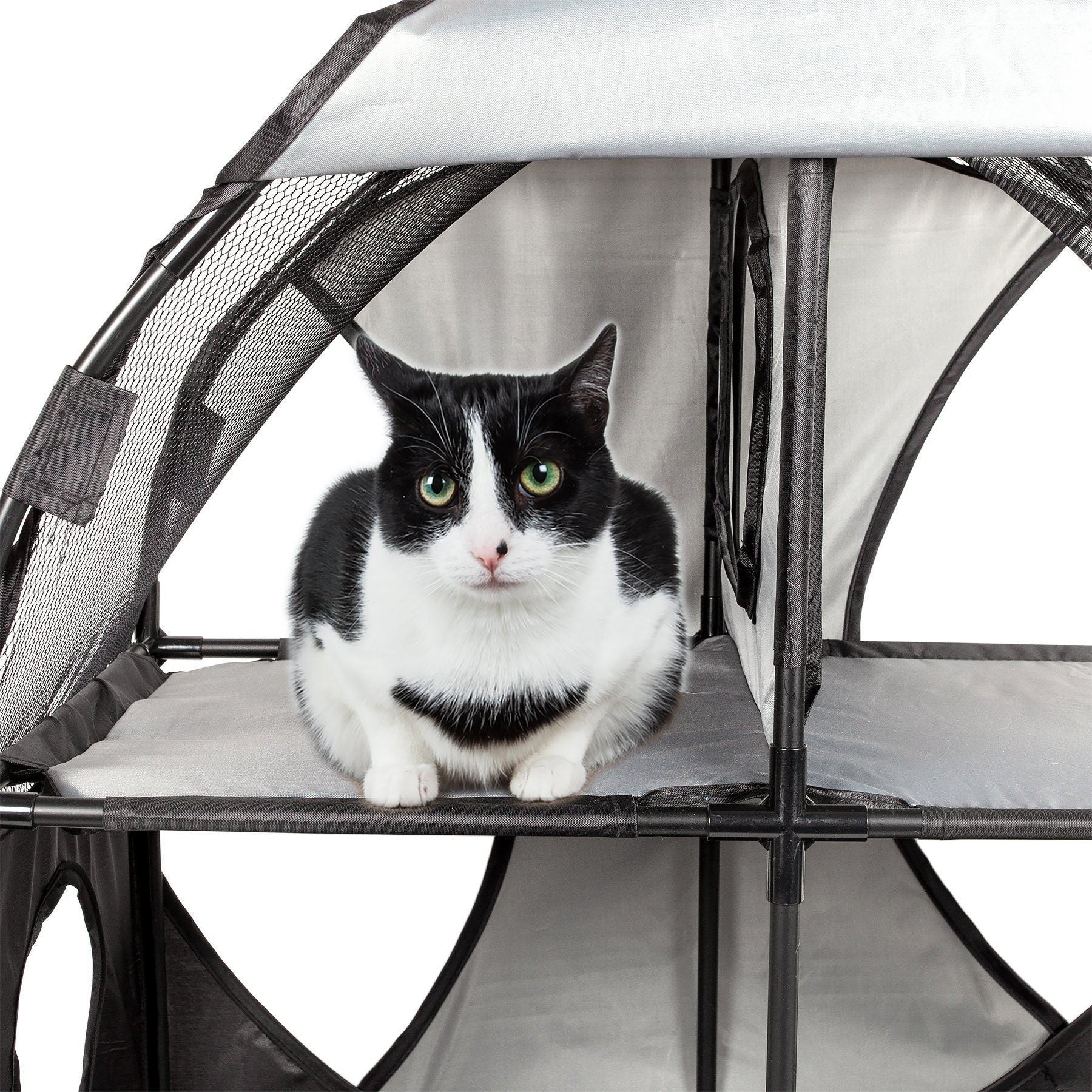 Black and white cat inside a pet carrier on a white background