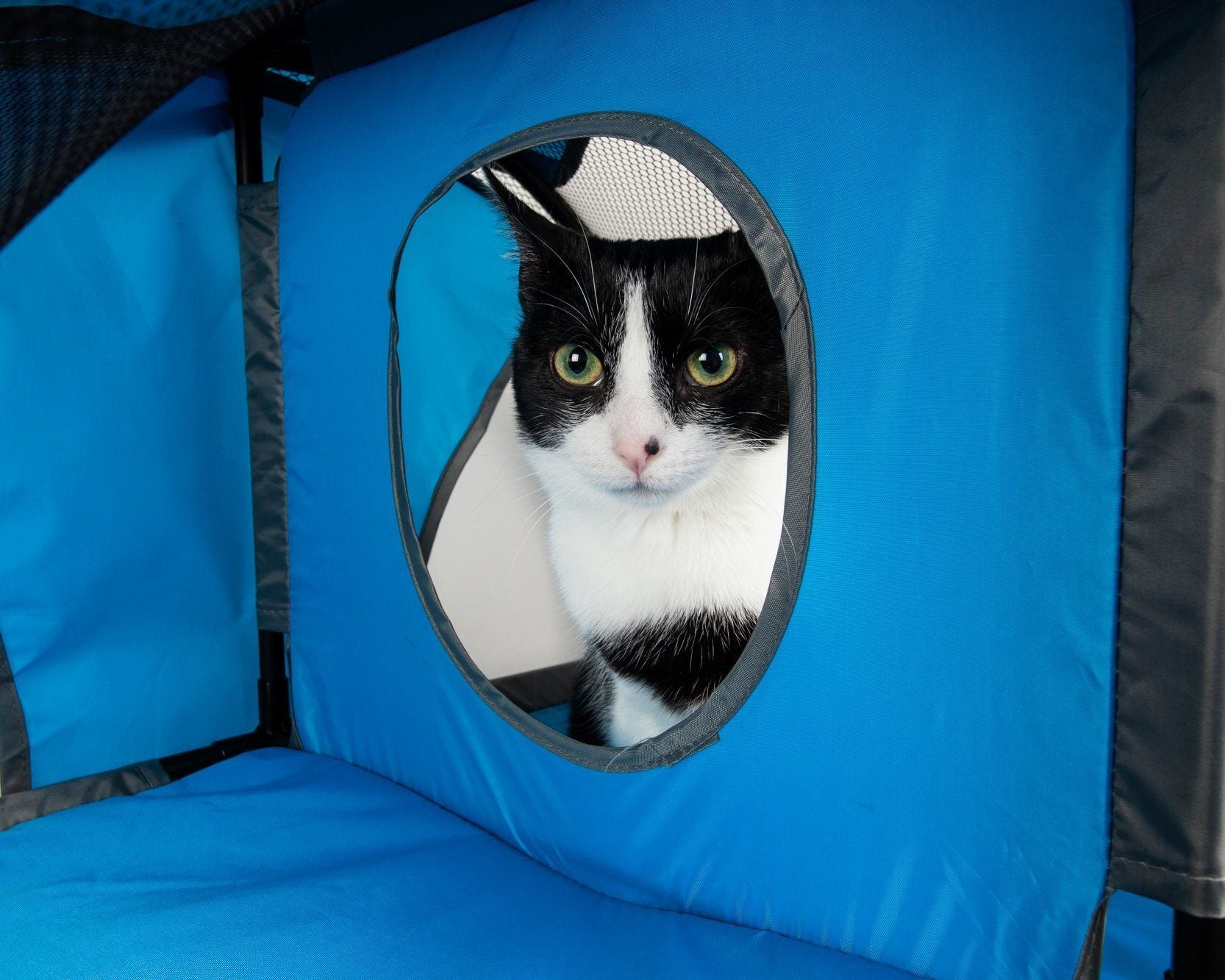 Black and white cat peeking out from a blue pet door in a vehicle.