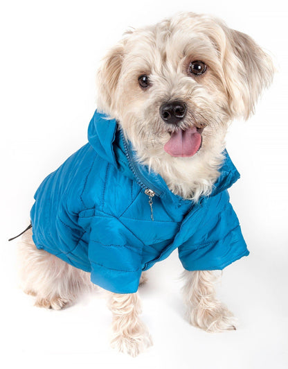 Dog wearing a blue coat on a white background