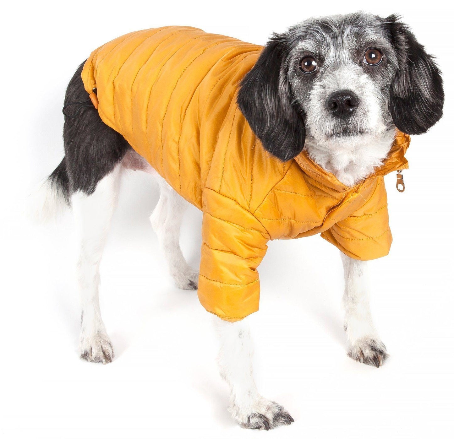 Dog wearing a yellow puffer coat on a white background