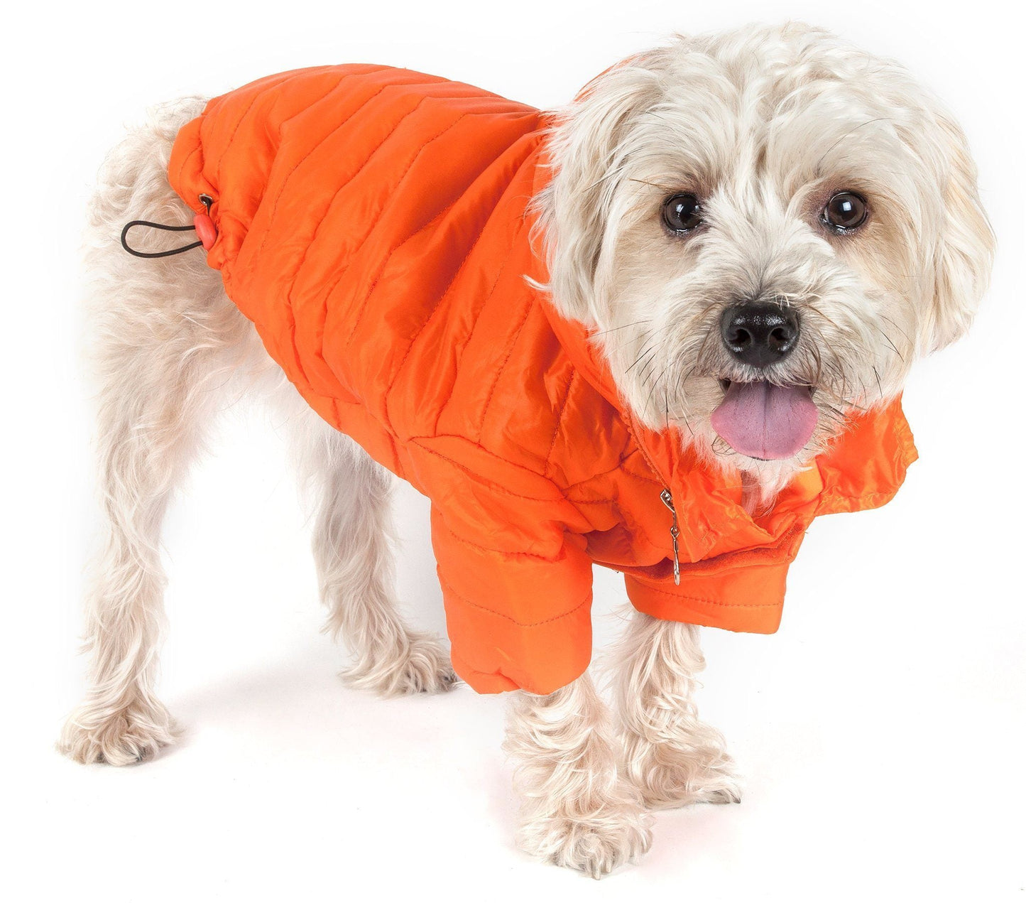 Small dog wearing an orange puffer coat on a white background