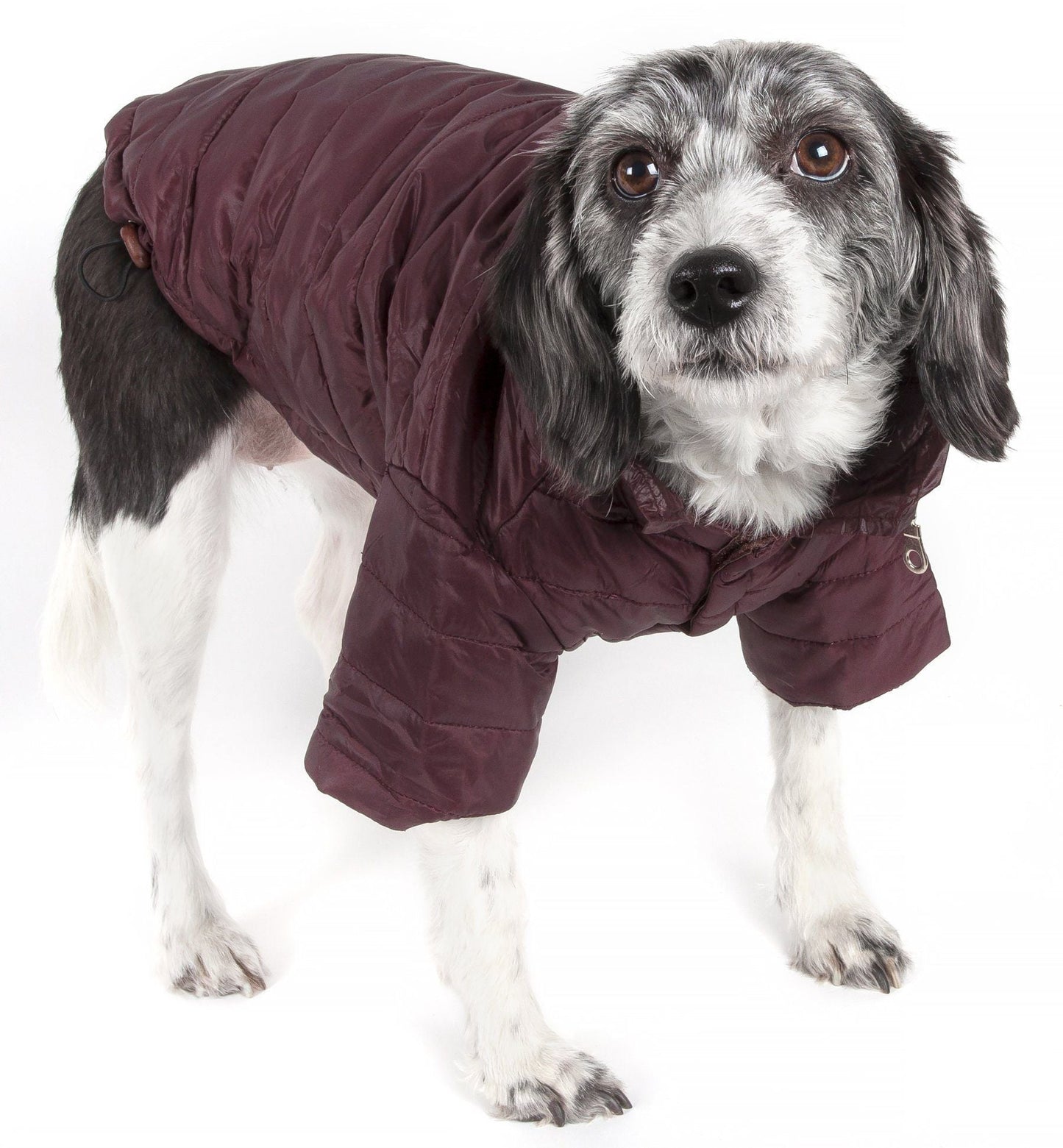 Dog wearing a maroon puffer coat on a white background