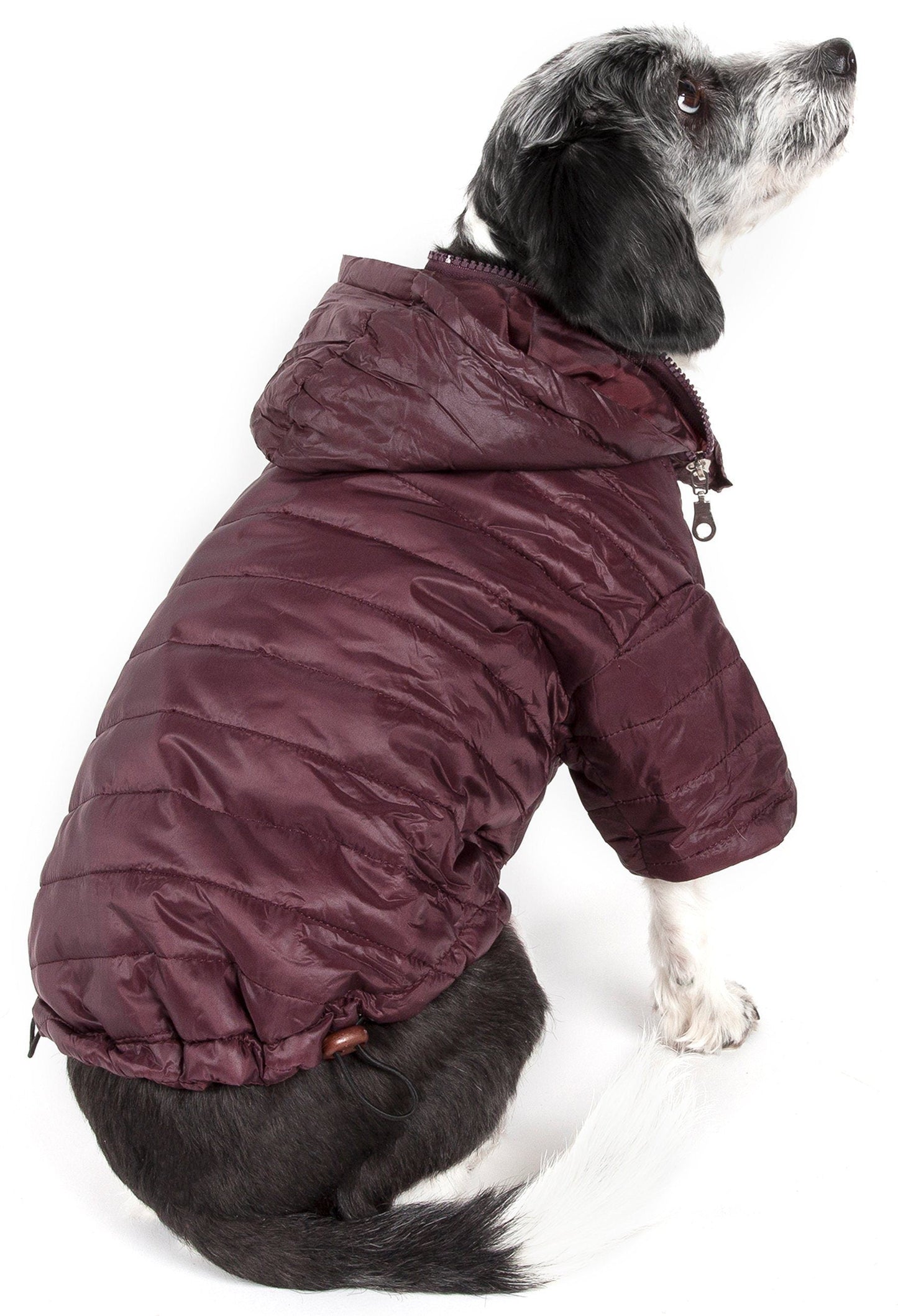 Dog wearing a maroon puffer jacket on a white background