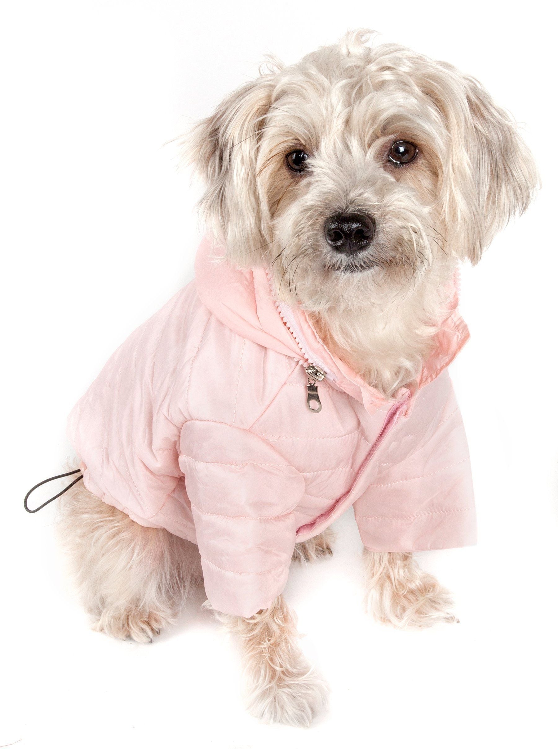 Small dog wearing a pink quilted jacket on a white background