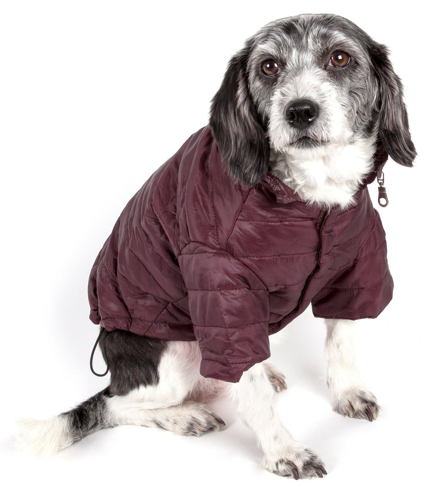 Dog wearing a maroon puffer coat on a white background