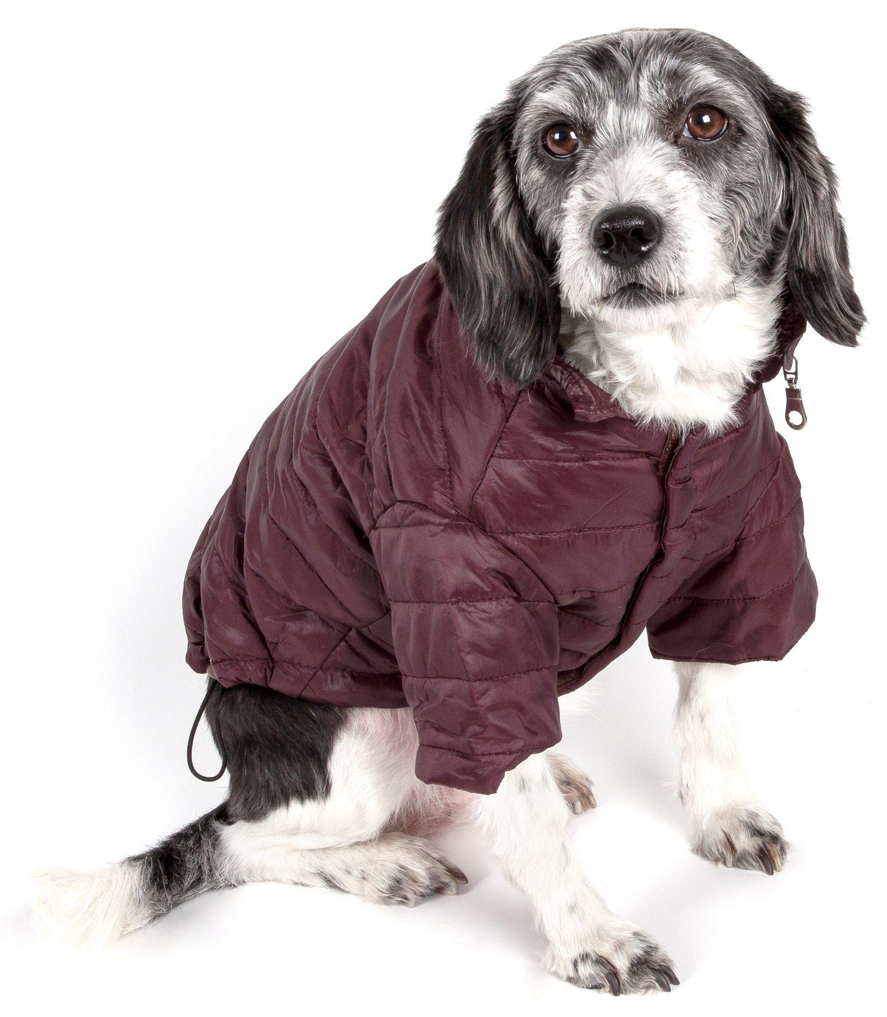Dog wearing a maroon puffer coat on a white background