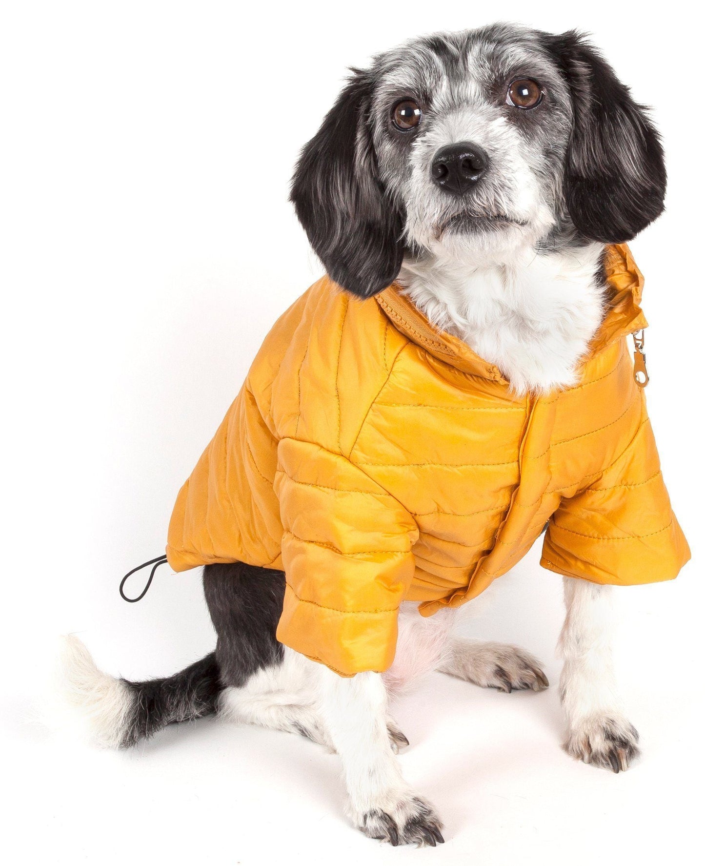 Dog wearing a yellow puffer coat on a white background