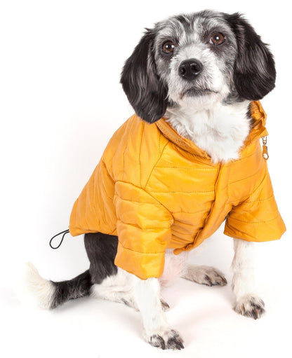 Dog wearing a yellow puffer coat on a white background