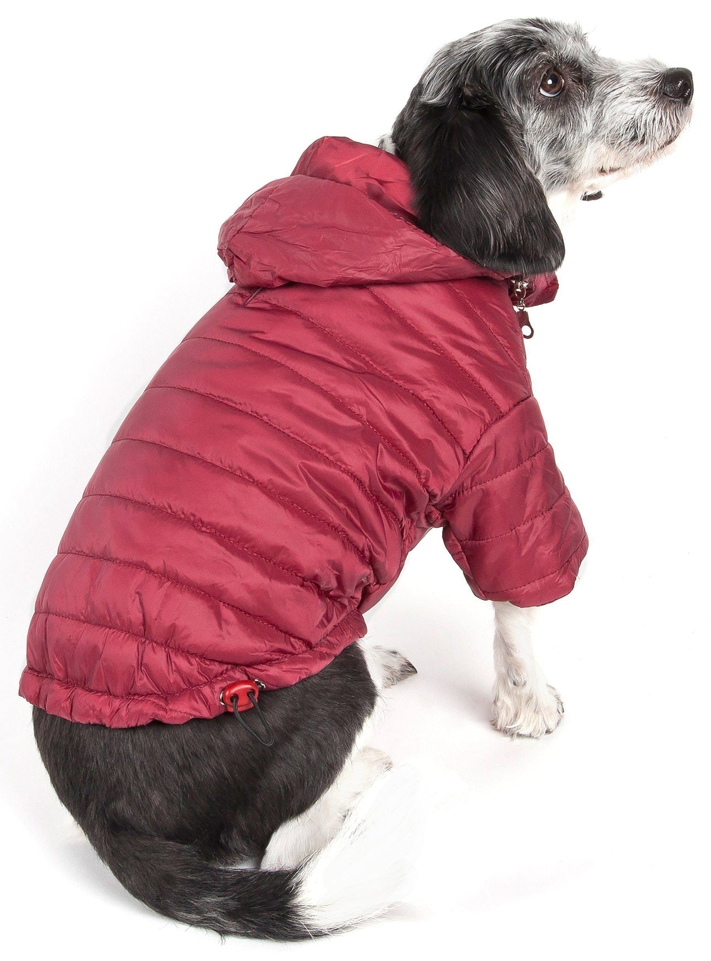 Dog wearing a red puffer coat on a white background